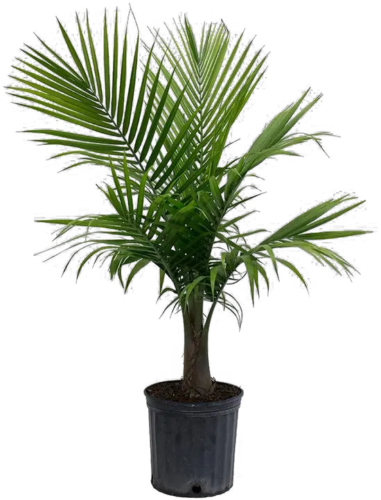 Date Palm Tree Photoshop Png