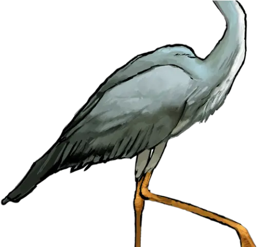 Heron Clipart Crane Bird Great Blue Heron Clipart Png Crane Bird Png