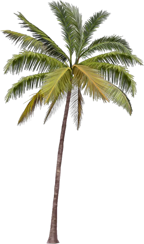 Cute Palm Tree Png