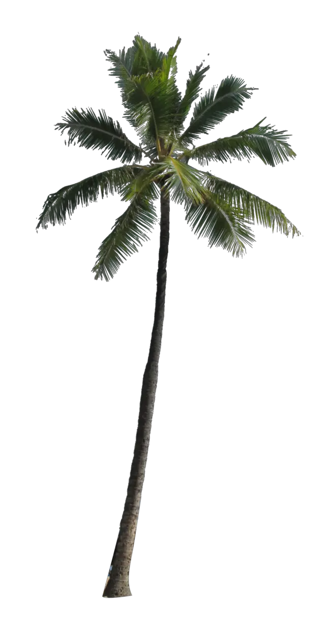 Clip Art Royalty Free Palm Tree Png
