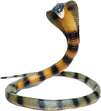 Snake Png Images Transparent Background Safari Ltd Incredible Creatures Snakes Snake Png