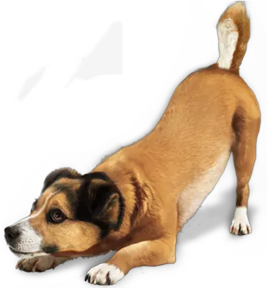 Dogs Png Image Without Background Dog Png Dog Transparent Background