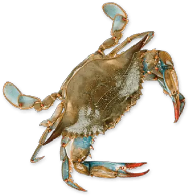 Png Crab Blue Crab No Background Crab Transparent Background