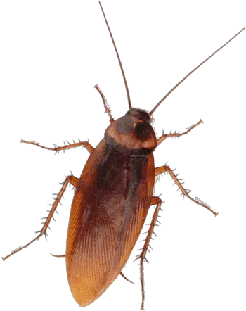 San Diego Coackroach Extermination Dav Pest Control Cockroach Png Cockroach Transparent