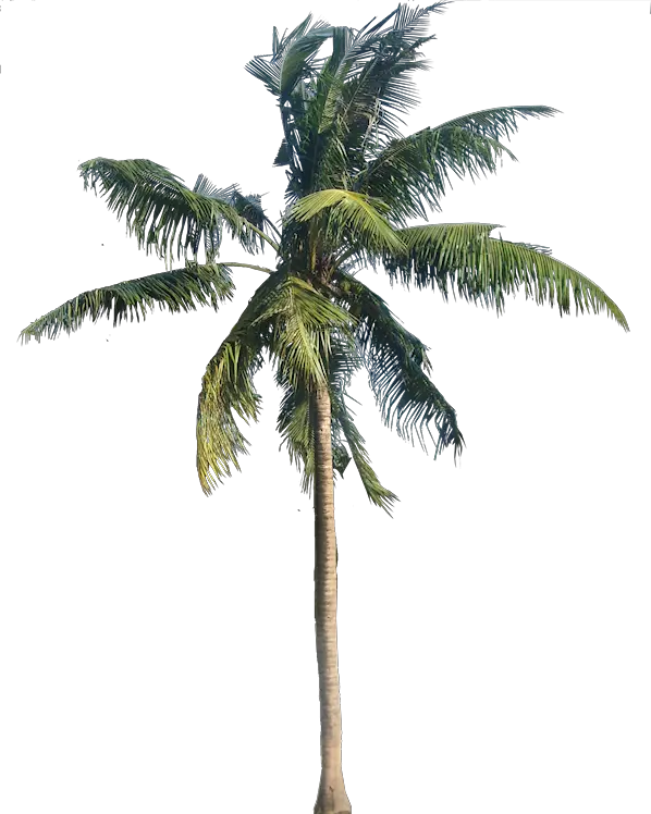 California Palm Tree Clipart Png