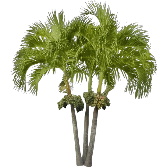 Blowing Palm Tree Png