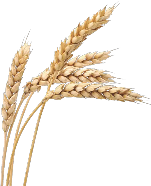 Wheat Transparent Png Clipart Images Wheat Png Wheat Transparent Background