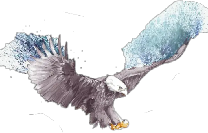 Download Hd Flying Eagle Sketch Transparent Png Image Flying Eagle Eagle Drawing Eagle Flying Png