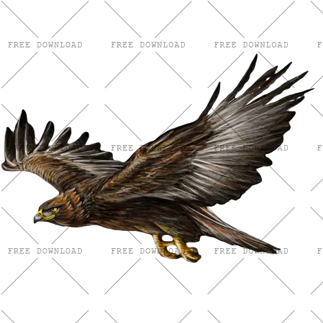 Eagle Hawk Kite Bird Png Image With Transparent Background Logo