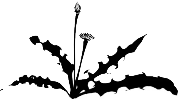 Weed Garden String Trimmer Clip Art Dandelion Png Download Dandelion Silhouette Weed Png