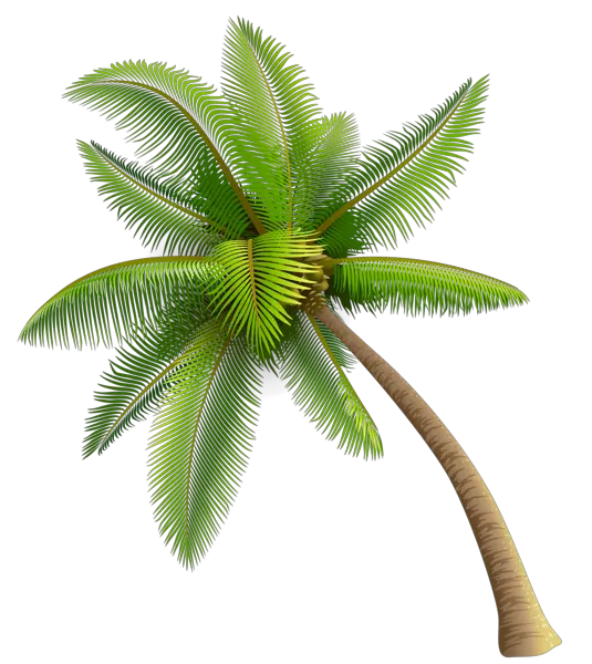 Areca Palm Tree Png