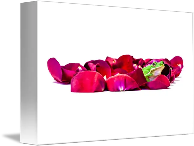 Frog Among Rose Petals By William Hafermalz Horizontal Png Falling Rose Petals Png