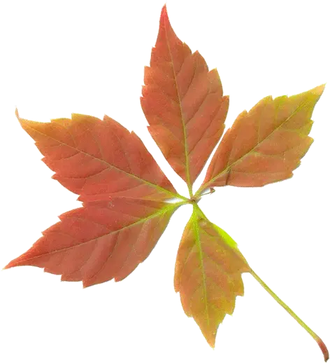 Download Dry Leaves Png Transparent Fall Leaf Fall Leaf Transparent