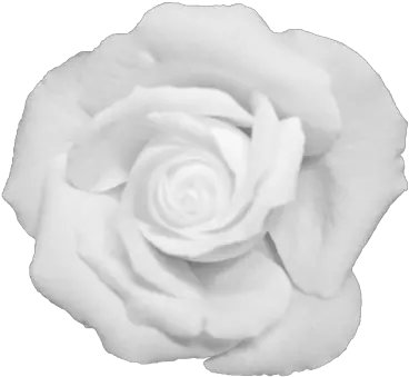 Download Black Flower Crown Transparent White Transparent Black And White Rose Png Flower Crown Transparent