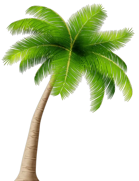 Aesthetic Palm Tree Png