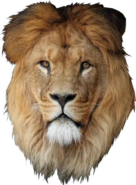 Lion Desktop Wallpaper Cecil Lion Mane Transparent Background Png Lion Transparent