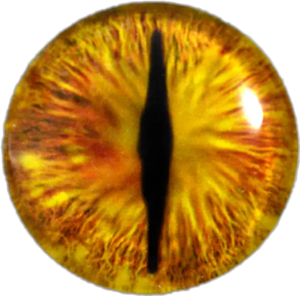 Download Yellow Dragon Eye Full Size Png Image Pngkit Eye Png