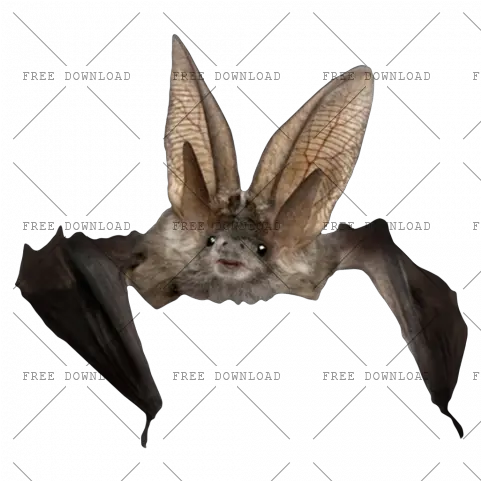 Png Image With Transparent Background Can You Keep A Bat As A Pet Bat Transparent