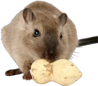 Png Images Rat And Mouse 38png Snipstock Herbivore Animals Rat Png