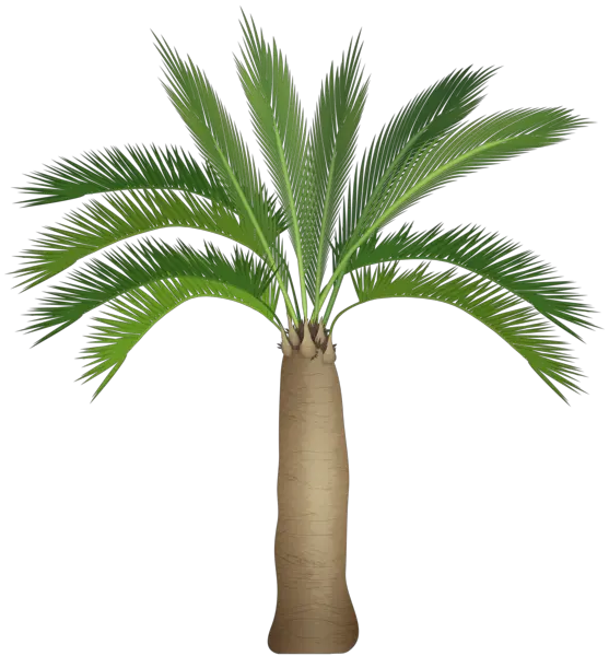 Palm Tree Png Download