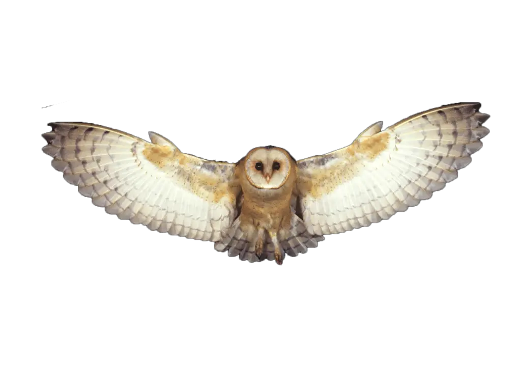 Download Barn Owl Png Photo Transparent Background Flying Transparent Background Flying Owl Png Owl Transparent Background