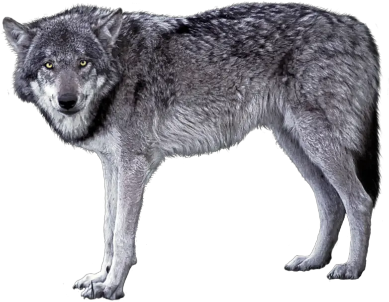 Grey Wolf Png Image Gray Wolf Transparent Background Grey Wolf Png Wolf Transparent Png