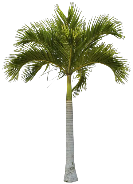 Palm Tree And Hammok Png