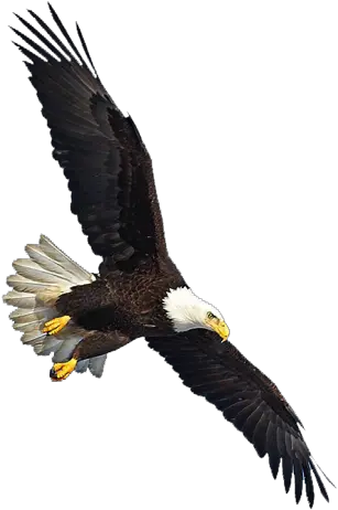 Eagle Png Image Free Picture Download Eagle Flying Png Bard Png