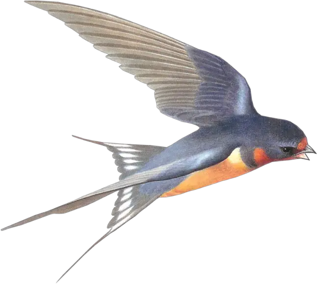 Swallow Png Download Image With Transparent Background Barn Swallow Png Birds Transparent Background