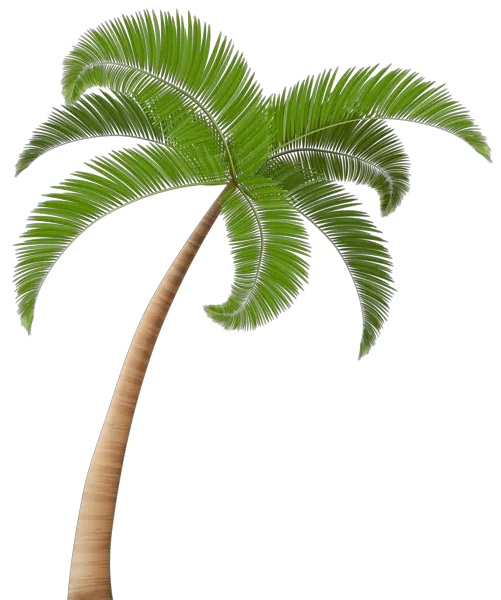 California Palm Trees Png