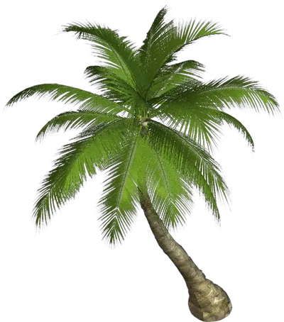 Vector Transparent Palm Tree Png