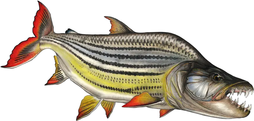 Download Free Png Tiger Fish Dlpngcom Tiger Fish Png Fish Png