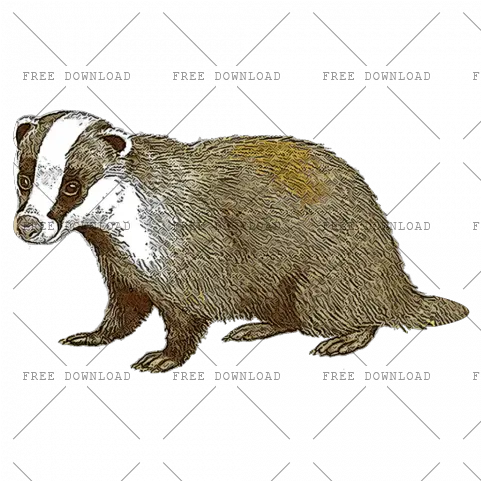 Badger Png Image With Transparent Background Photo 131 Punxsutawney Phil Rat Transparent