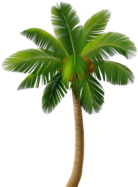 Small Palm Tree Png