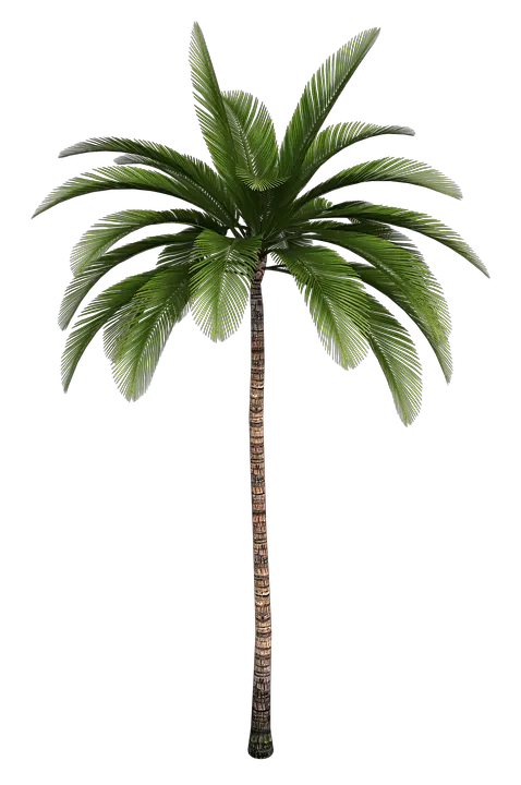 Png Palm Tree Leaves