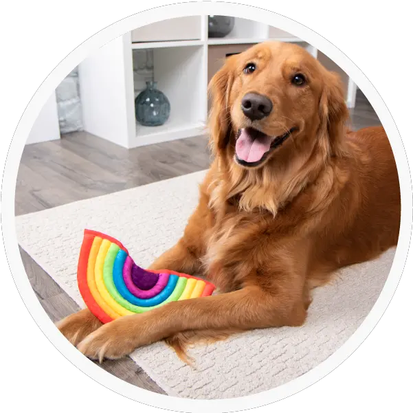 Home Trustypup Png Dog Toy Icon