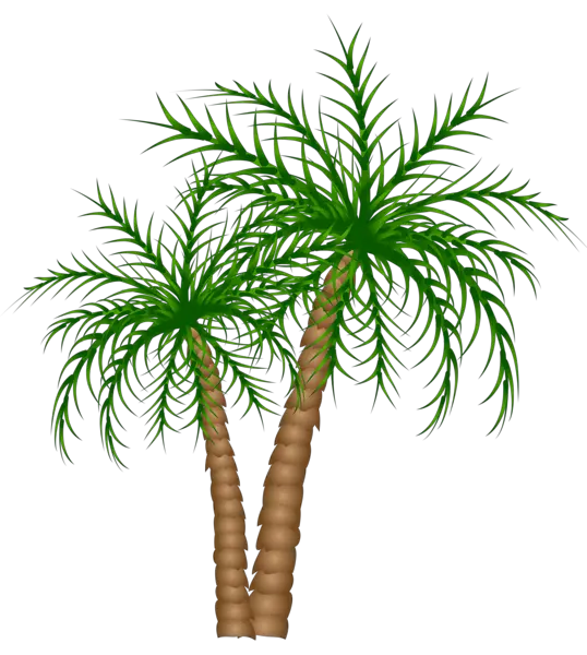 Palm Tree Transparent Png