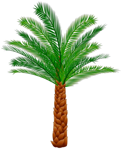 Palm Tree Transparent Background Png