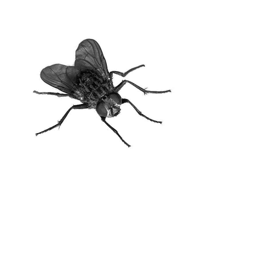 Fly Png Image Free Download Pictures Flies With Fly Insect Png Mosquito Transparent Background