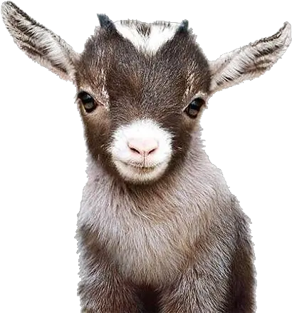 Popular And Trending Goat Stickers Baby Goat Print Png Goat Transparent