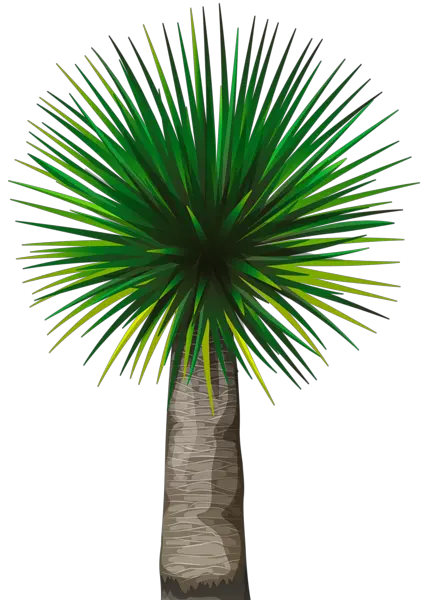 Palm Tree Png Images