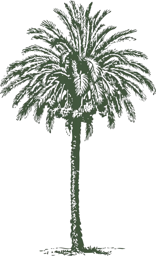 Palm Tree Png Plan