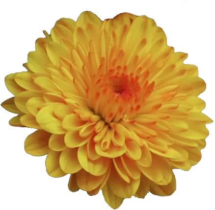 Pin By Megan F Mums And Marigolds Scentsy Png Yellow Flower Transparent Background