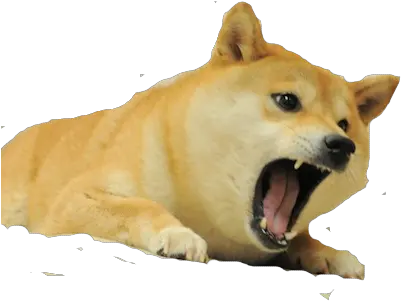 Doge Transparent Png 3 Image Transparent Background Angry Doge Png Doge Transparent Background