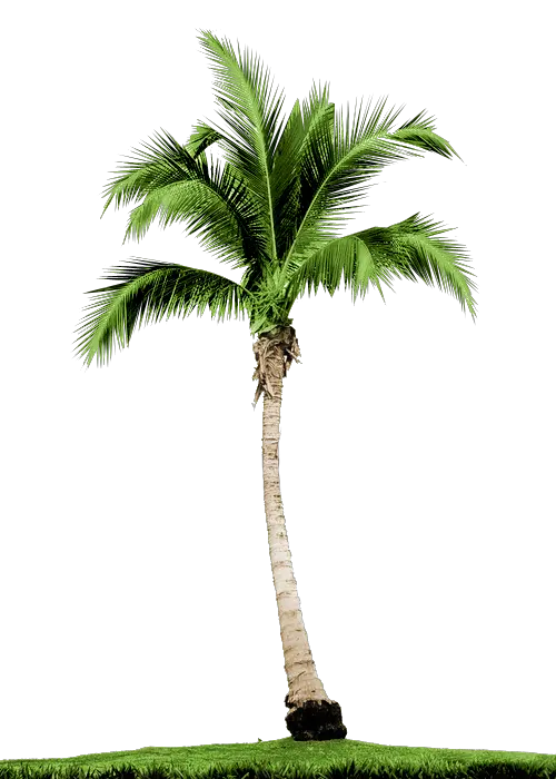 Palm Tree Png Real