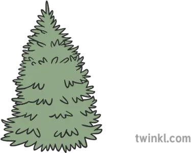 Spruce Tree Illustration Twinkl Christmas Tree Png Spruce Tree Png