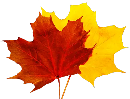 Library Of Colorful Fall Leaves Clip Fall Leaf Transparent Background Png Autumn Leaves Png