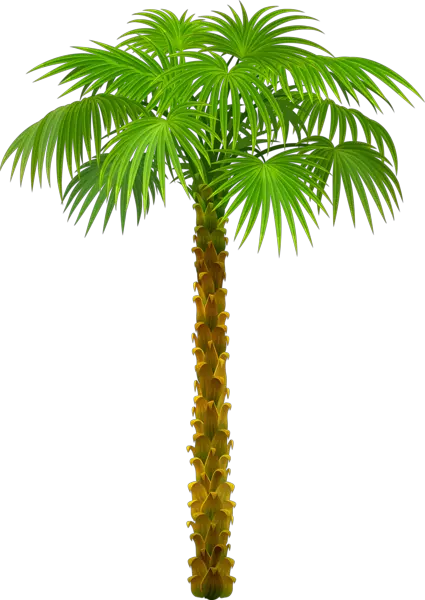 Palm Tree Pattern Png