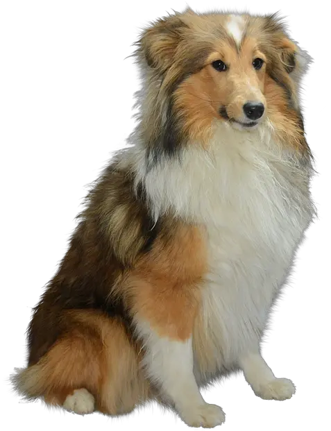 Colli Isolated Dog Dog Png Pet Png