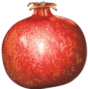 Pomegranate Transparent Png Promegranate Png Pomegranate Transparent